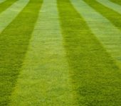 Fertilizzante per erba: caratteristiche e tipologie
